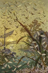 maifly av European School